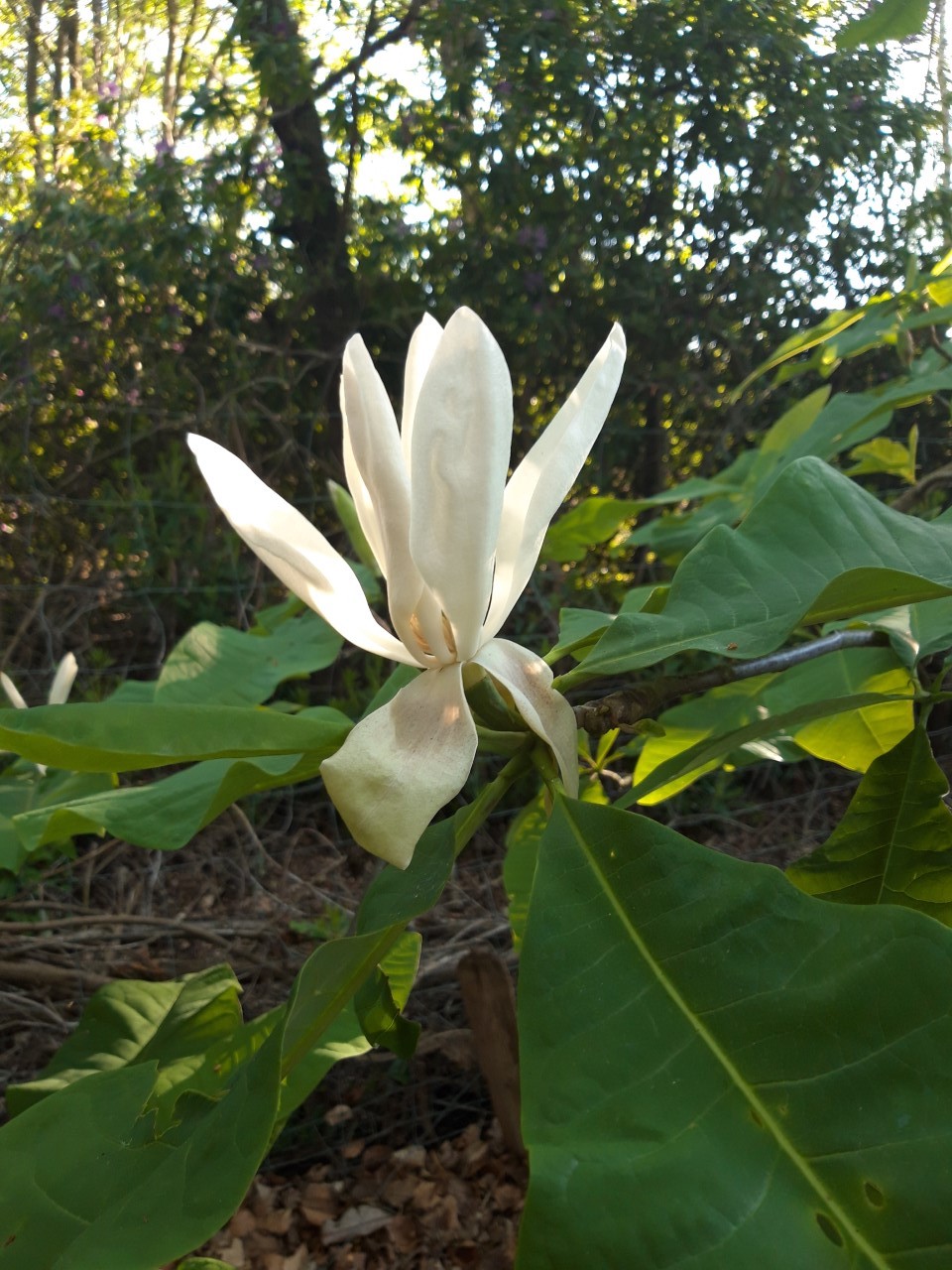 M. macrophylla
